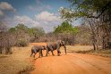 107 Zambia, South Luangwa NP, olifanten